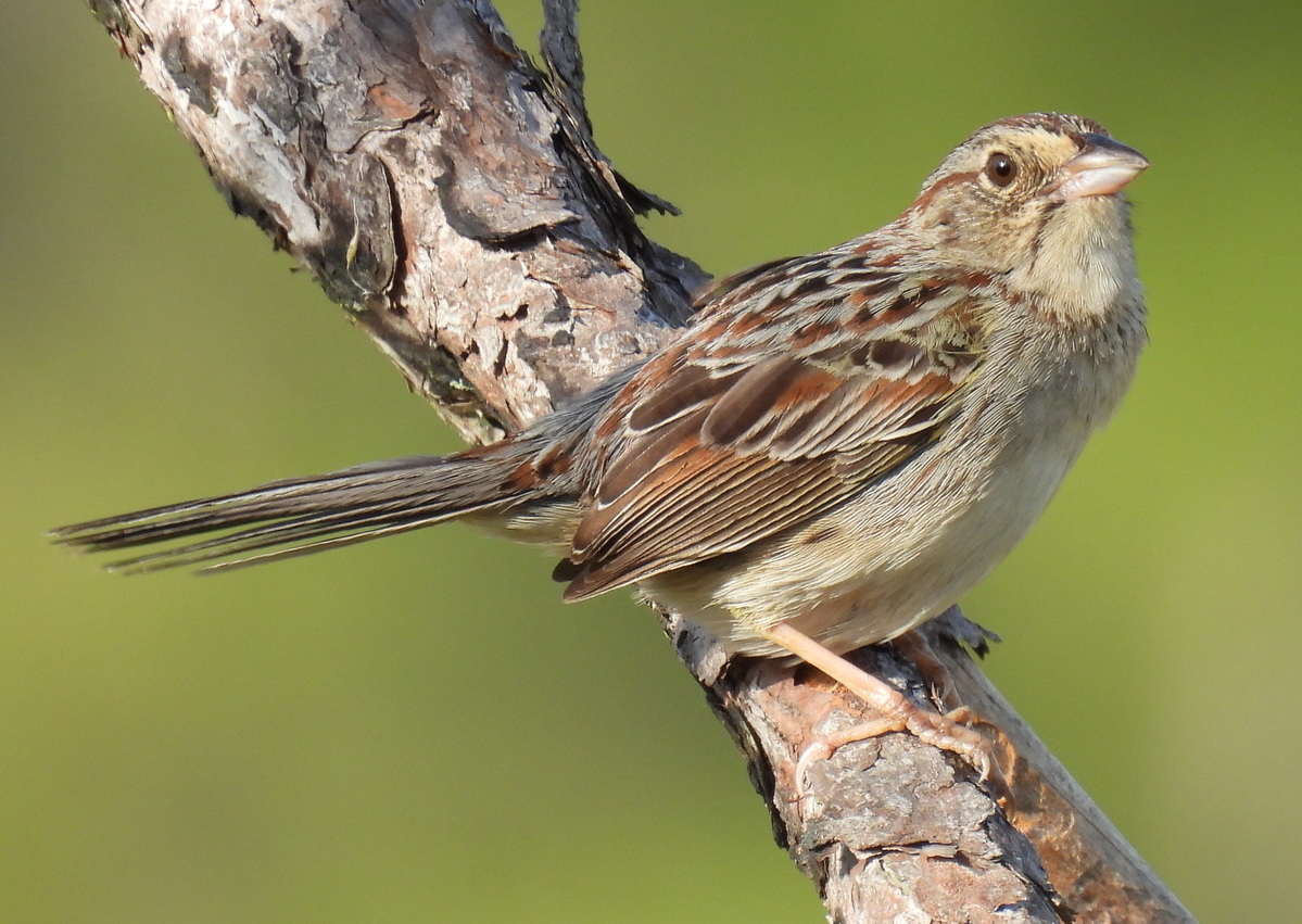 Bachman's Sparrows