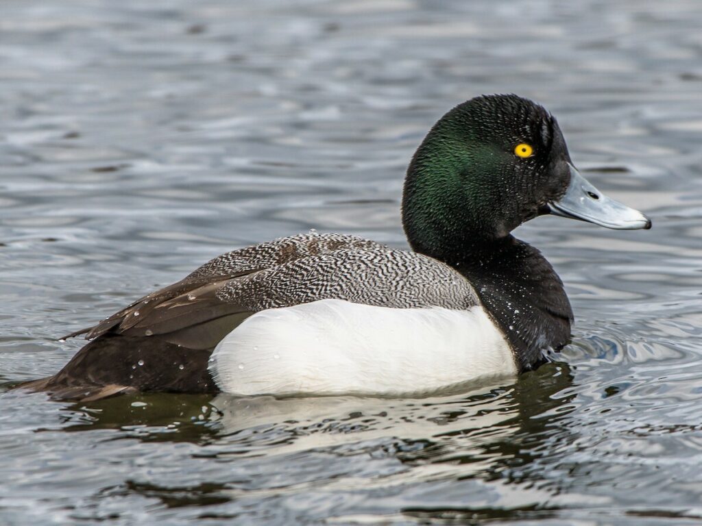 Bigger Scaup