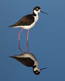 Black-Necked Stilt