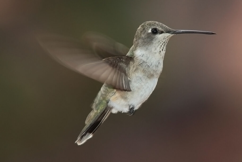 Types of Blue Hummingbirds in North America