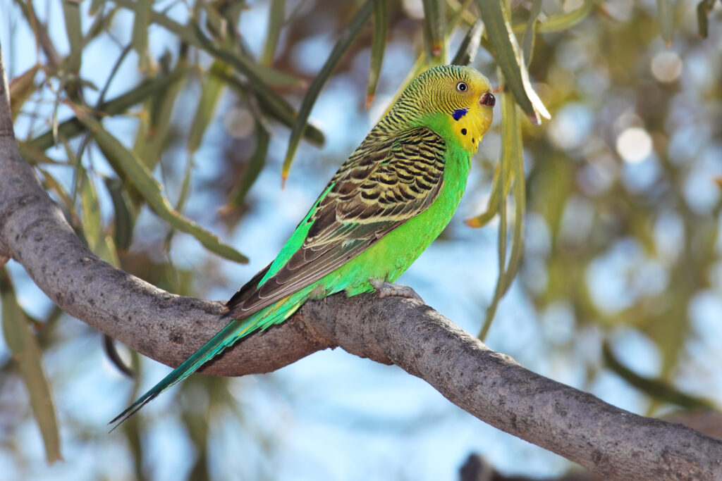 Types of Green Birds in North America