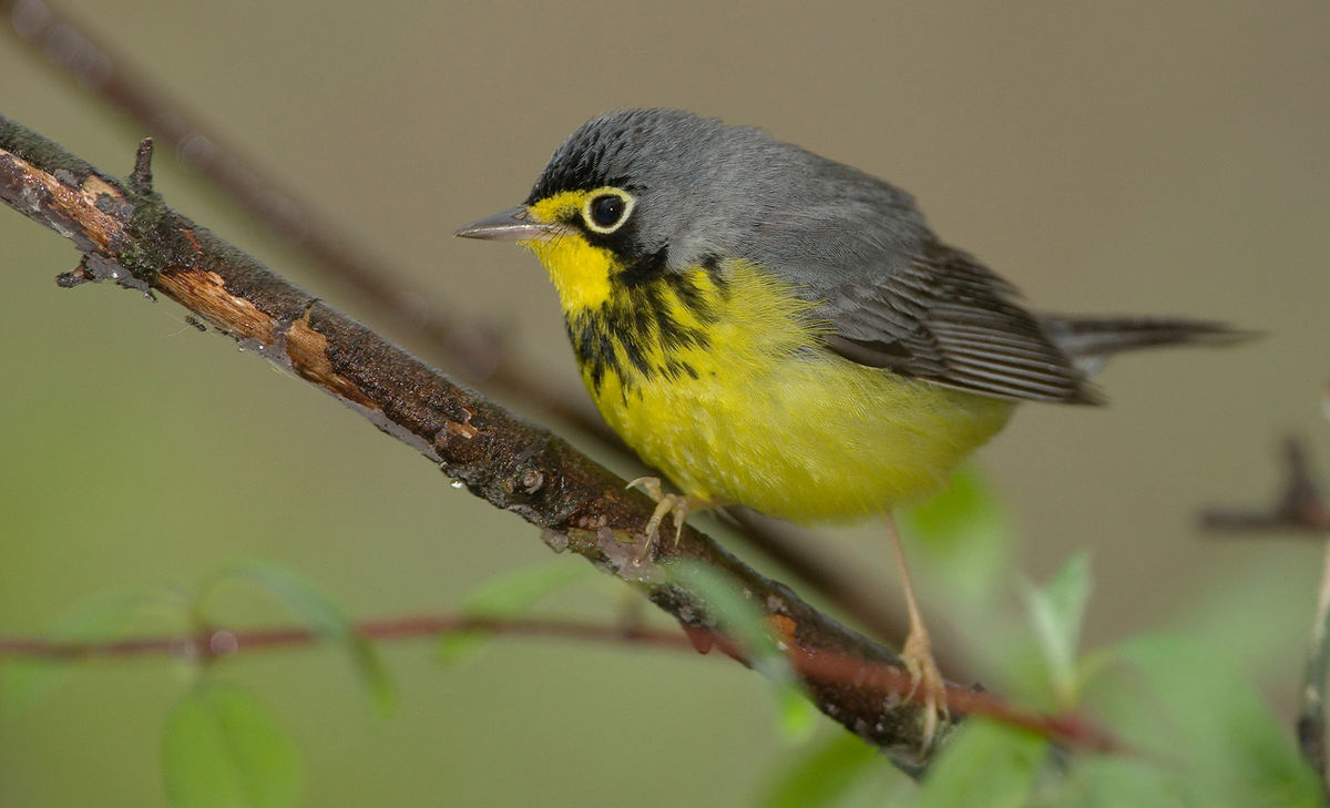 Canada Warbler