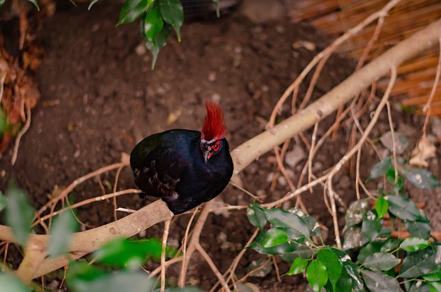 Crested Partridge