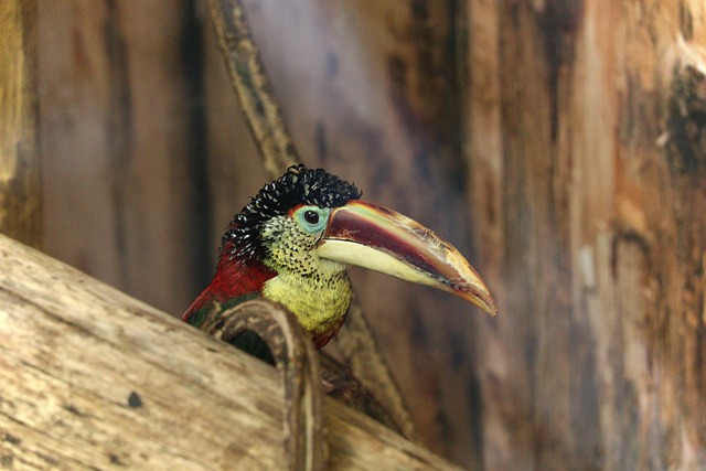 Curl-Crested Aracari