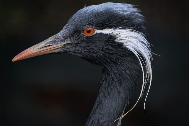 Demoiselle Crane