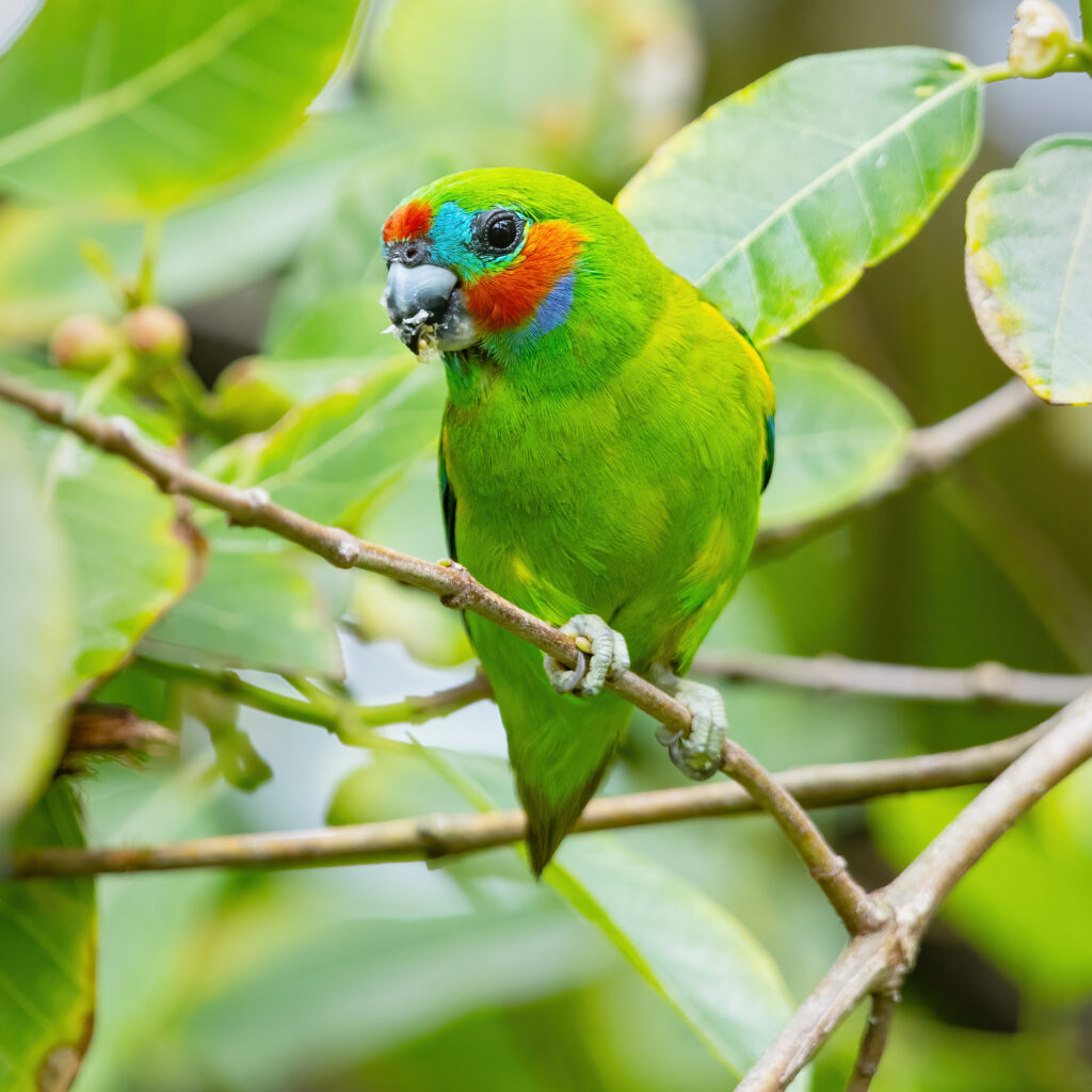 Types of Green Birds in North America