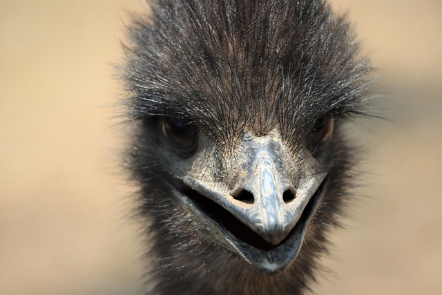 Emu