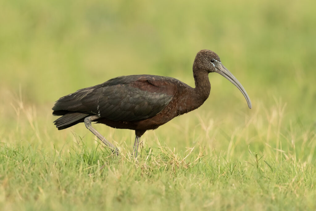 Types of Green Birds in North America