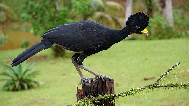 Great Curassow