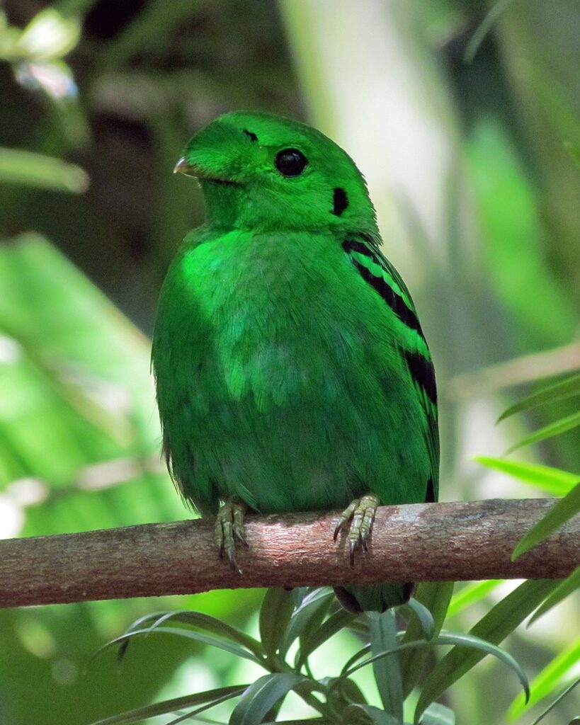 Types of Green Birds in North America