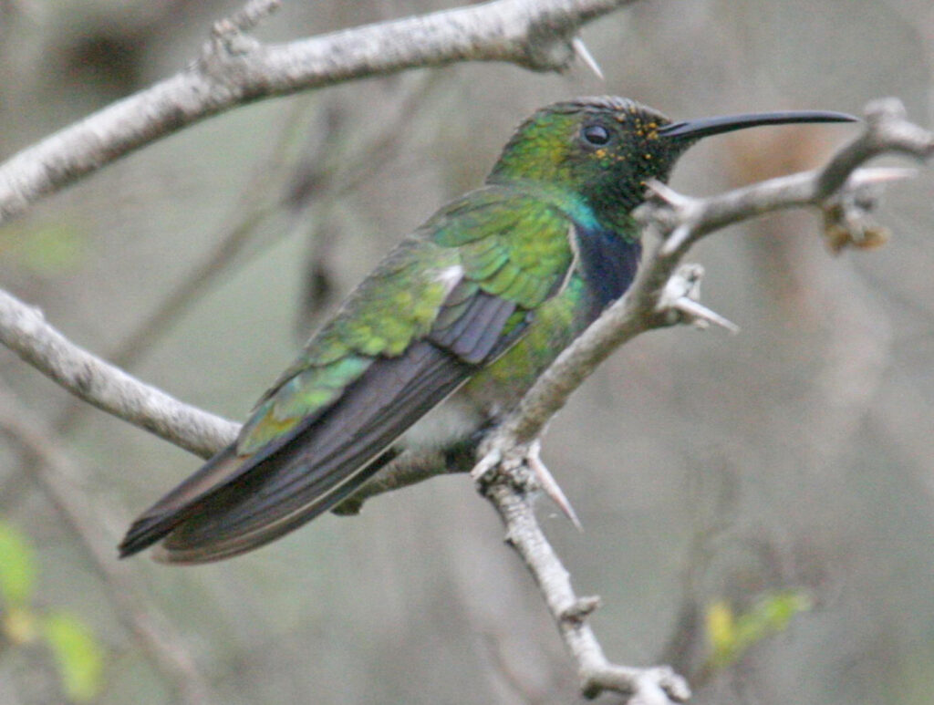 Types of Green Birds in North America
