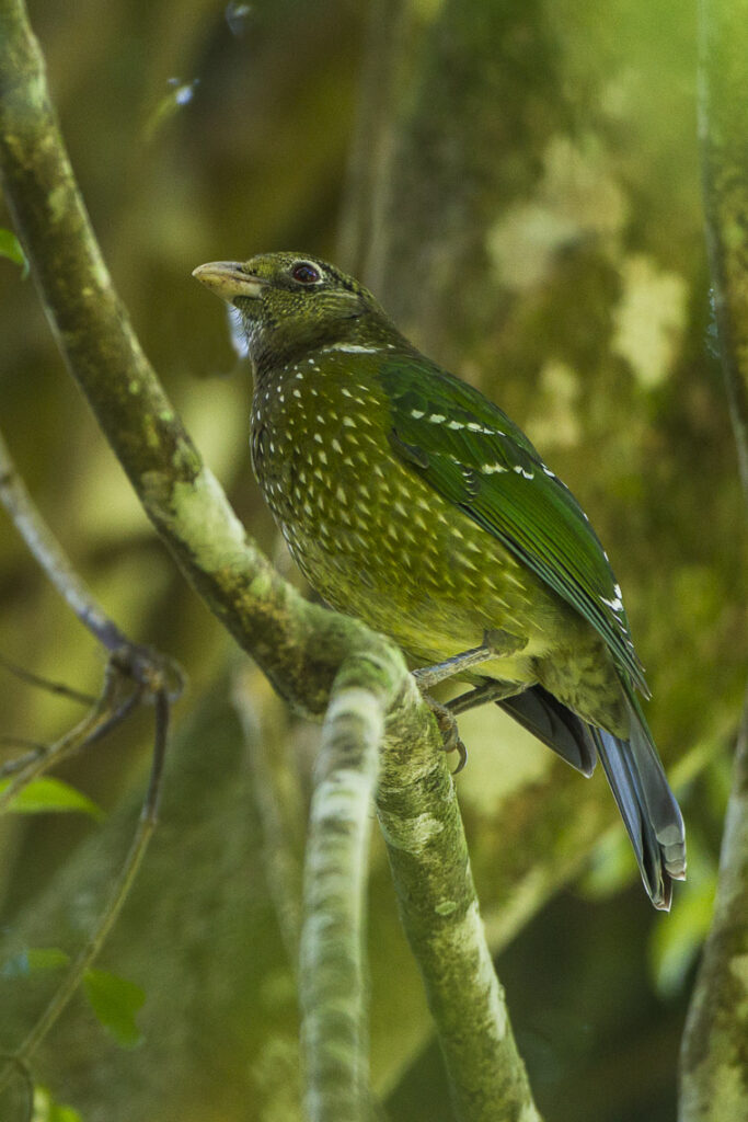 Types of Green Birds in North America