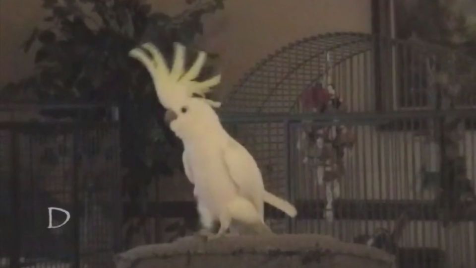 Guiana Cockatoo