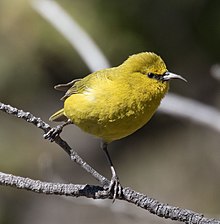 Types of Green Birds in North America