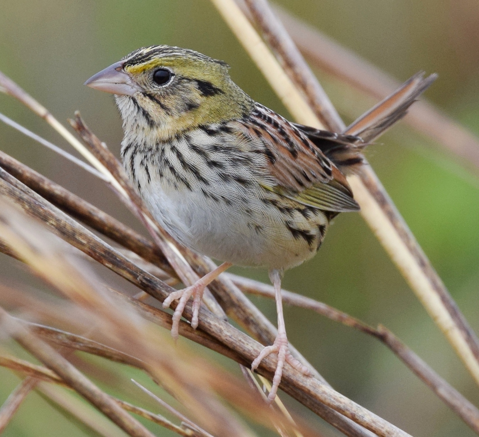 Henslow's Sparrow