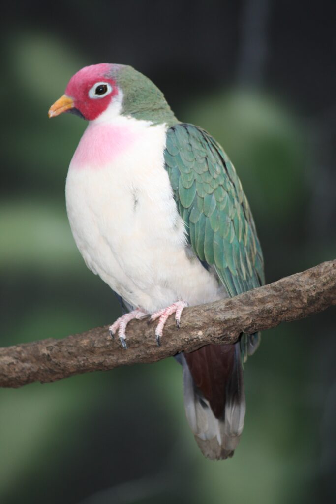 Types of Green Birds in North America