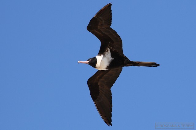 Magisterial Frigatebird