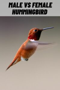 Male vs Female Hummingbird