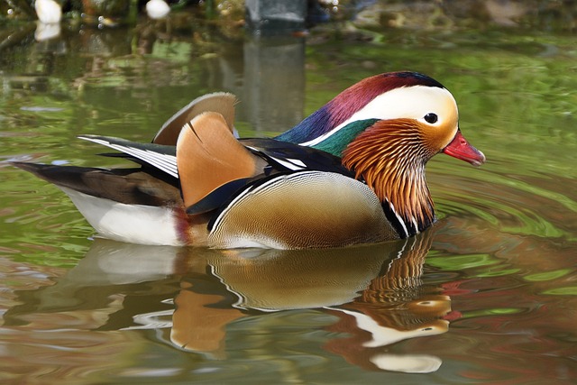 Mandarin Duck