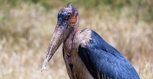 Marabou Stork