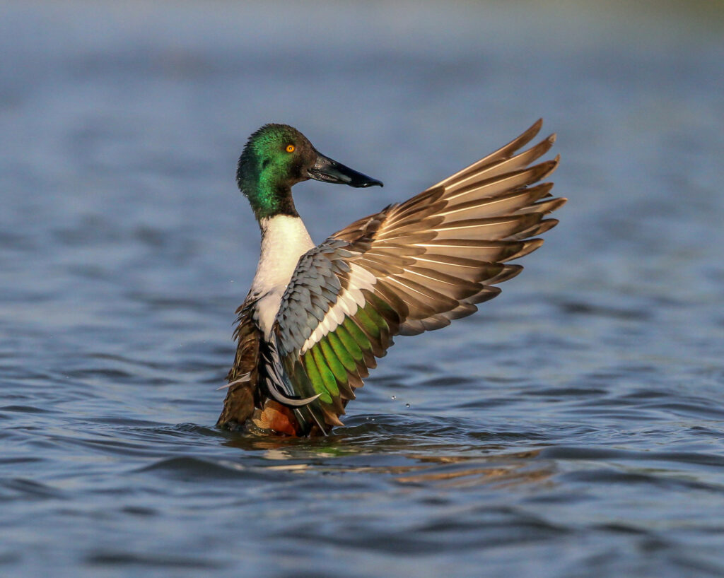 Types of Green Birds in North America