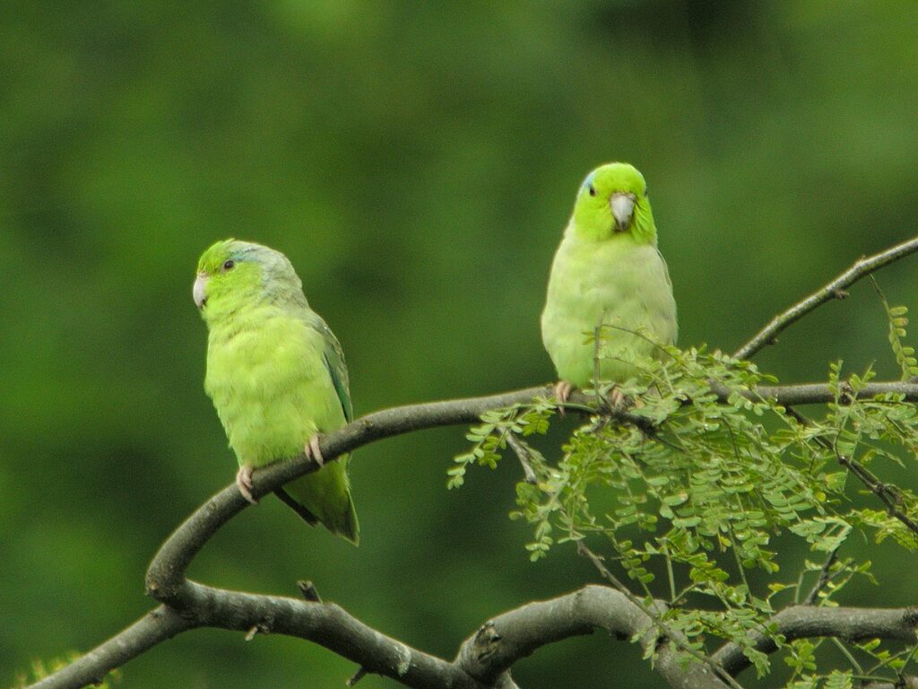 Types of Green Birds in North America