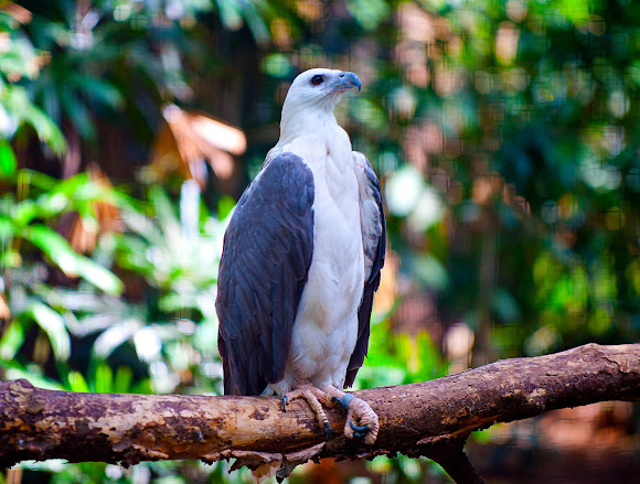 Philippine Sea Eagle