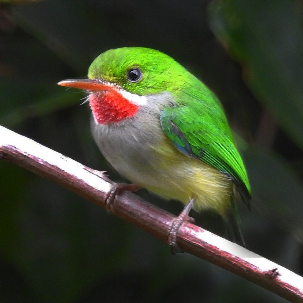 Types of Green Birds in North America