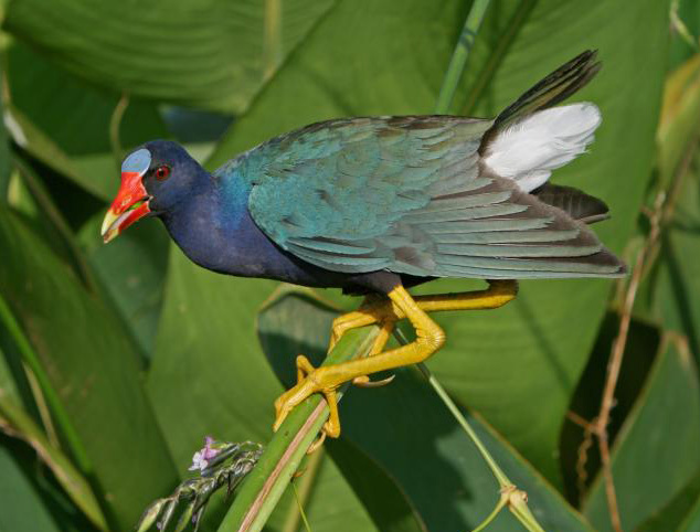 Purple Gallinule