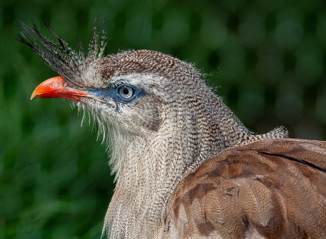 Red-Legged Seriema