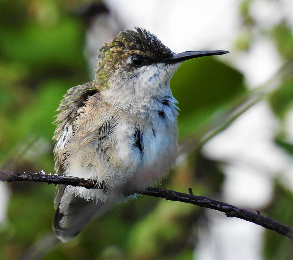 Ruffled Hummingbird