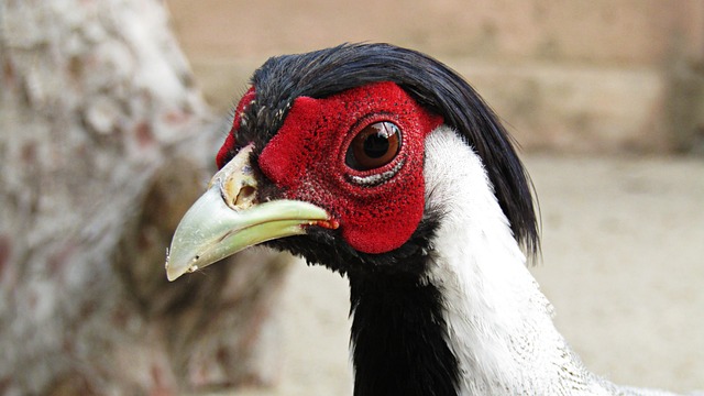 Silver Pheasant