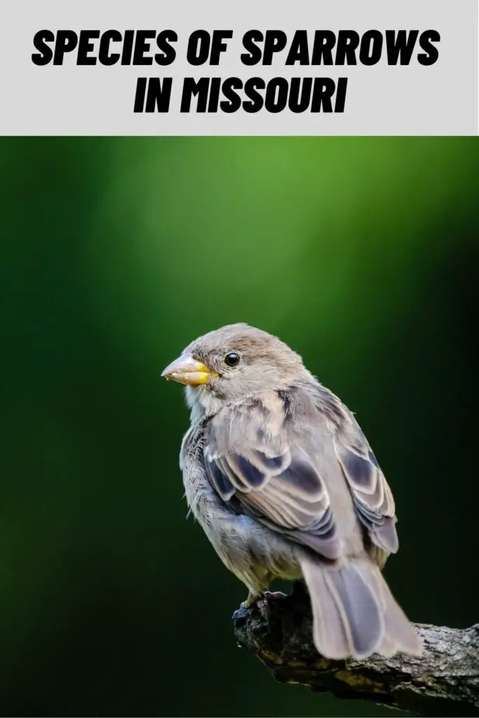 Species of Sparrows in Missouri