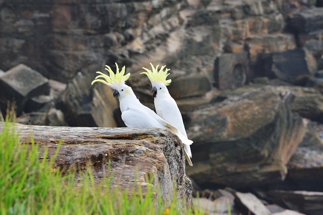 Sulphur-Crested Cockatoo