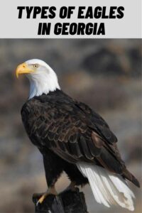 Types of Eagles in Georgia