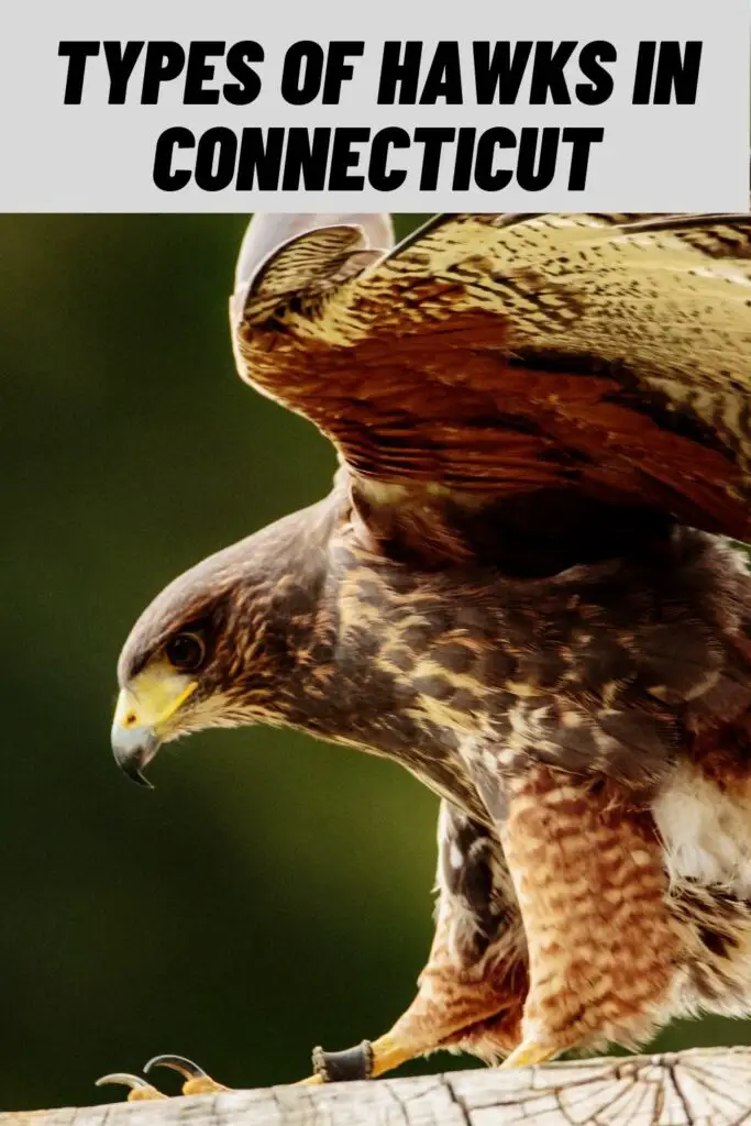 Types of Hawks in Connecticut
