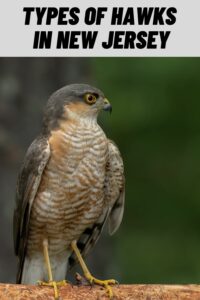 Types of Hawks in New Jersey