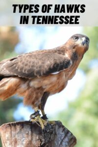 Types of Hawks in Tennessee