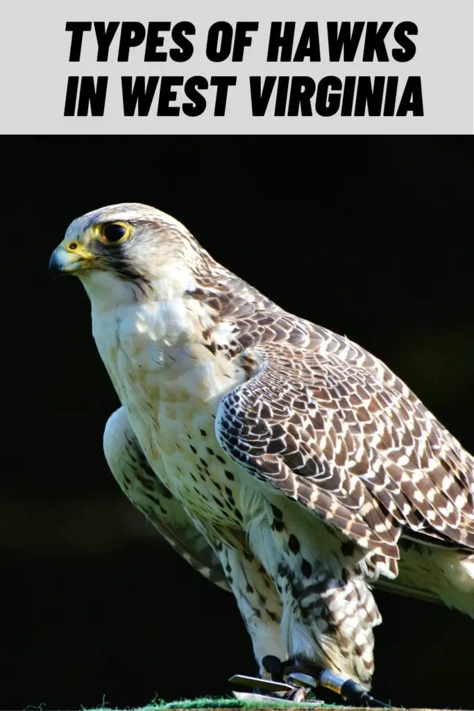 Types of Hawks in West Virginia