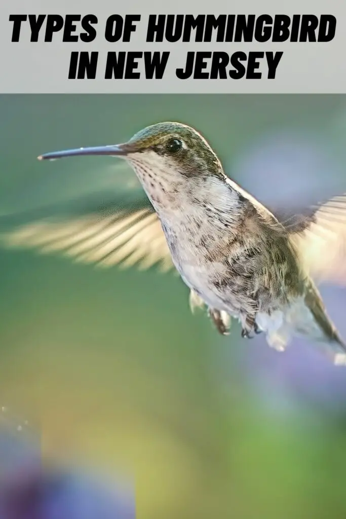 Types of Hummingbirds in New Jersey