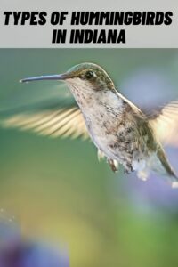 Types of Hummingbirds in Indiana