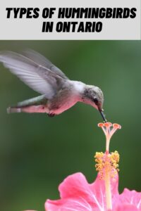 Types of Hummingbirds in Ontario