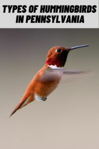Types of Hummingbirds in Pennsylvania