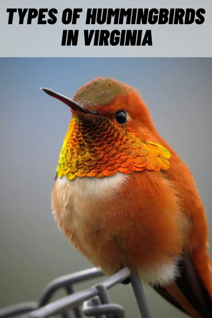 Types of Hummingbirds in Virginia