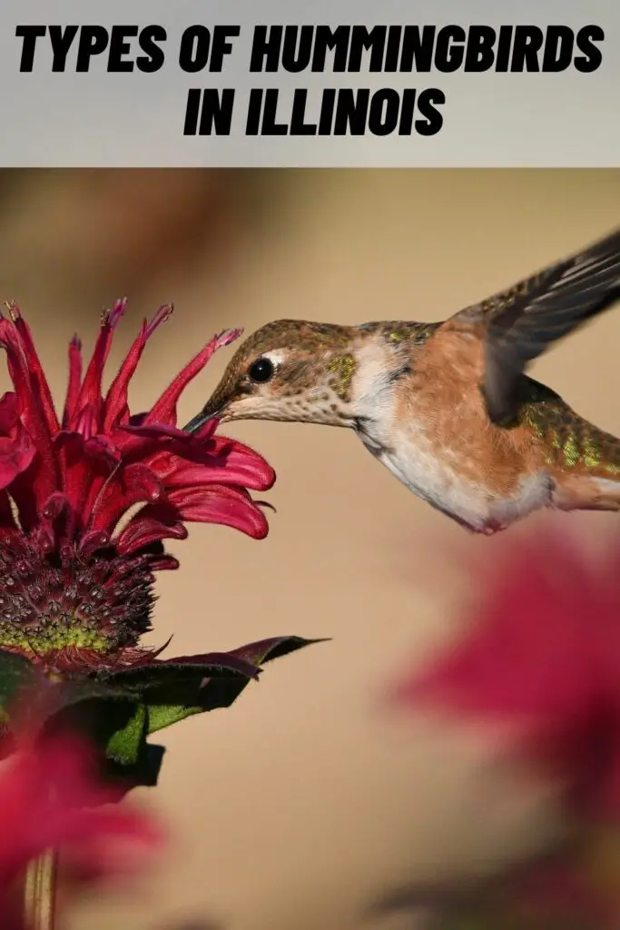 Types of Hummingbirds in illinois