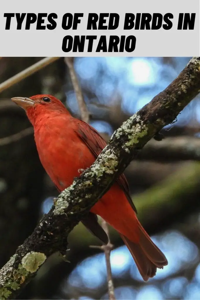 Types of Red Birds in Ontario