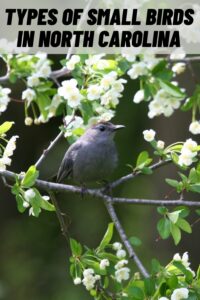 Types of Small Birds in North Carolina