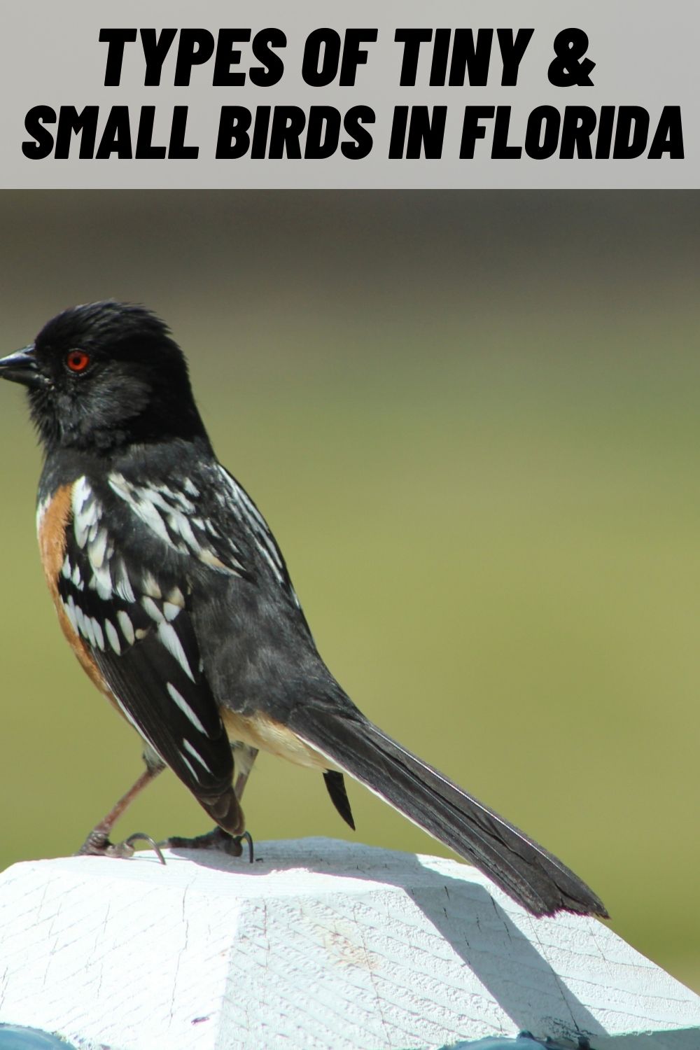 22-types-of-tiny-and-small-birds-in-florida-with-pictures