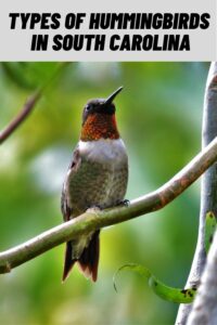 Types of Hummingbirds in South Carolina