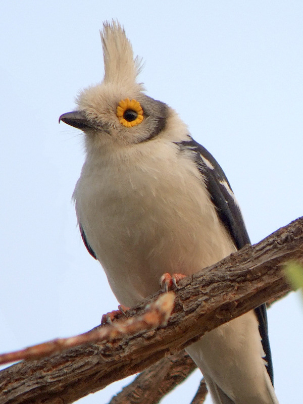 White-Crested Helmetshrike